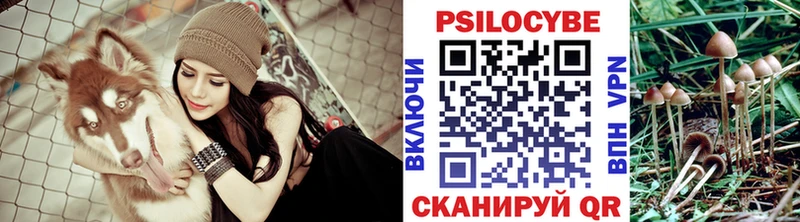 Купить где  Беслан  Галлюциногенные грибы Cubensis 